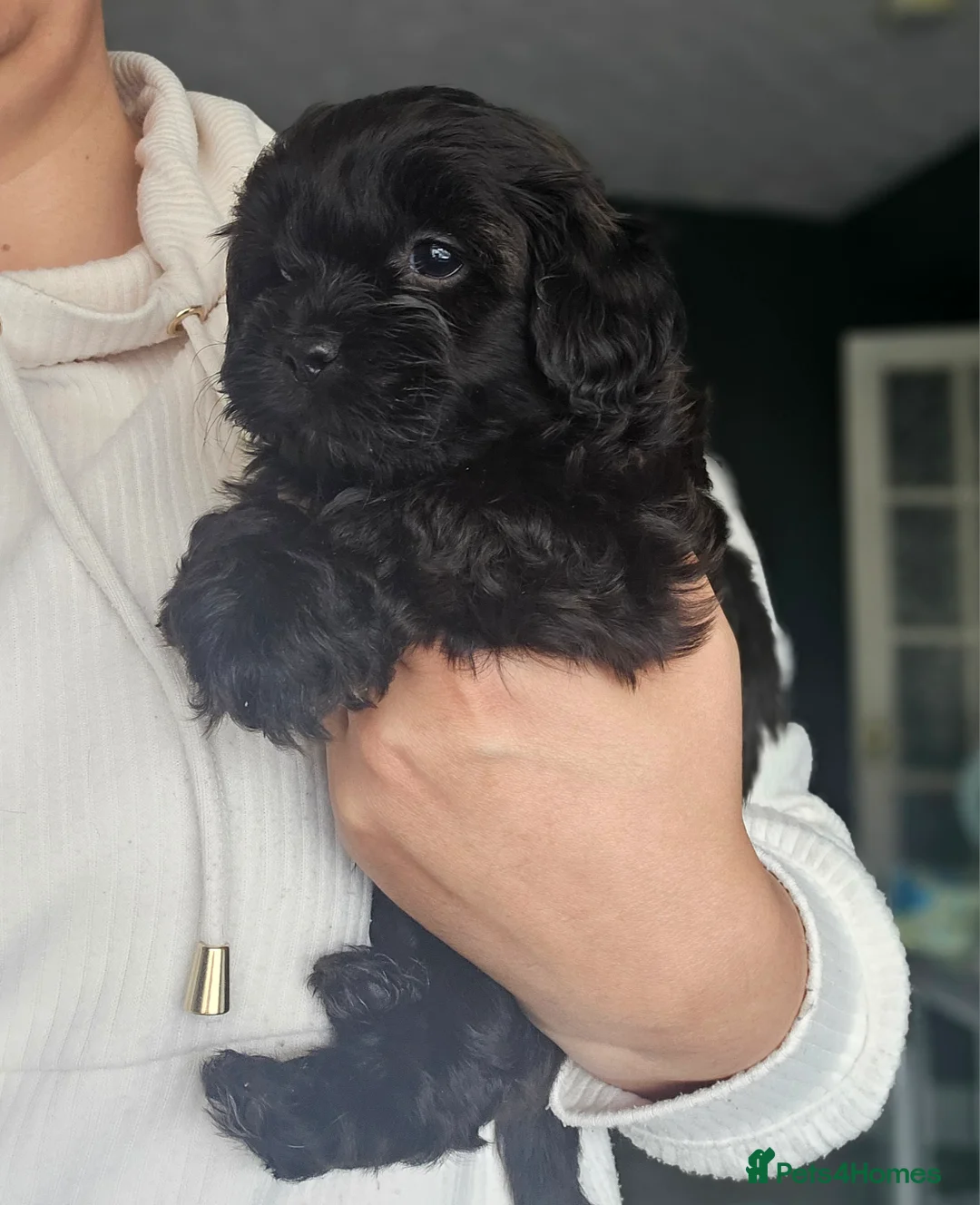 Miniature Poodle dogs for stud: Stunning Red Poodle for Stud in Motherwell - Advert 19