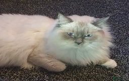 Ragdoll cats for sale: traditional Mitted ragdoll’s - Image 15