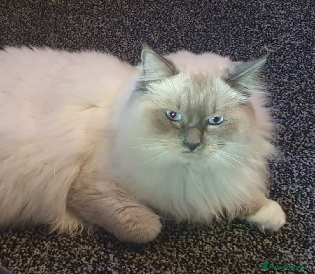 Ragdoll cats for sale: traditional Mitted ragdoll’s - Image 15