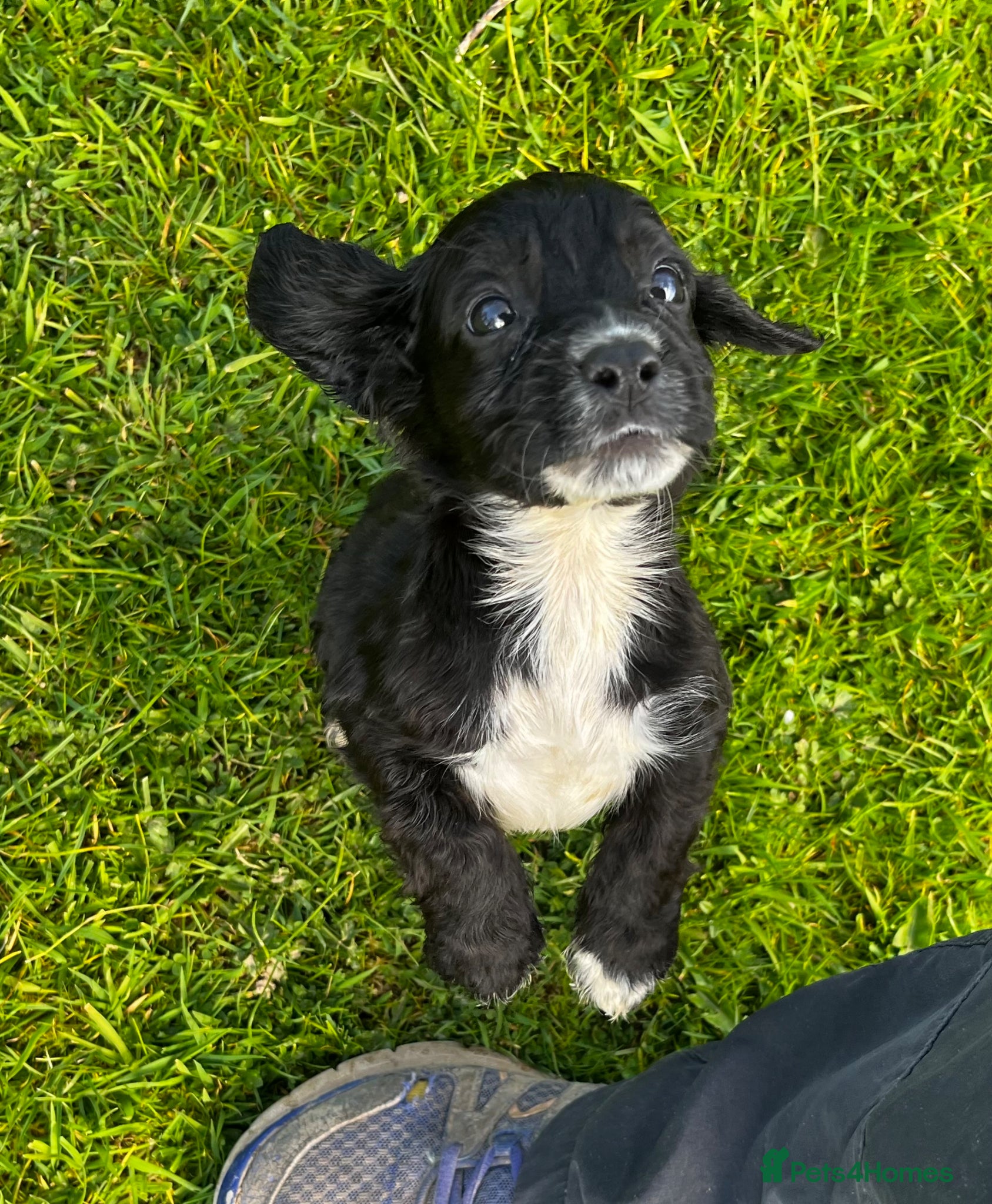 Cocker Spaniel dogs Cocker Spaniel  - Advert 12