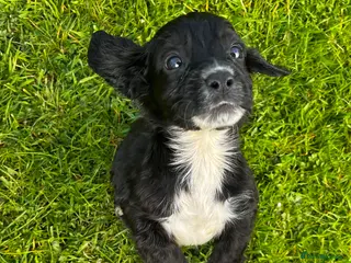 Cocker Spaniel dogs Cocker Spaniel - Advert 12