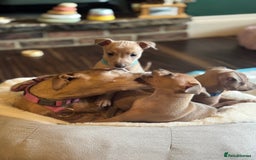 Italian Greyhound dogs for sale: Italian Greyhound Puppies  - Image 7