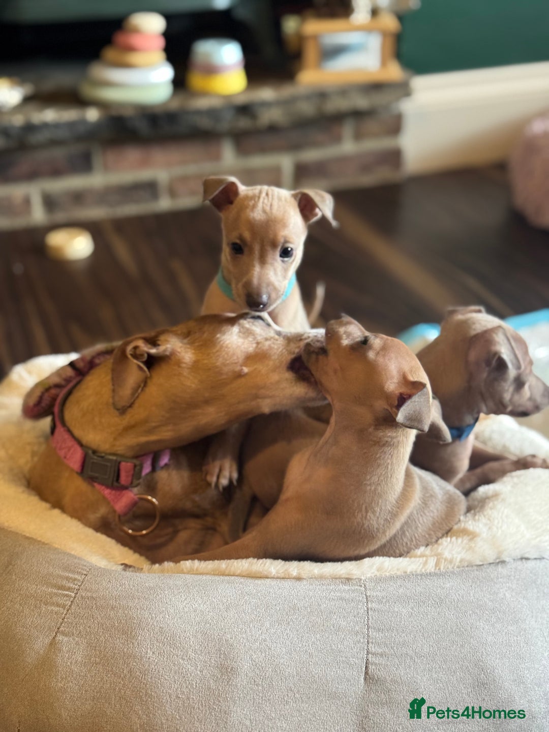 Italian Greyhound dogs for sale: Italian Greyhound Puppies  - Image 7