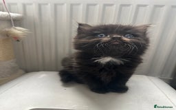 Ragdoll cats for sale: “Adorable Black Ragdoll Kittens – Don’t Miss Out!” - Image 11