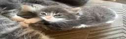 Mixed Breed cats for sale: Gorgeous grey and white fluffy kittens ready now  - Advert 29