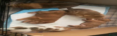 SABLE POINTED FEMALE