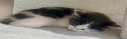Mixed Breed cats for sale: Affectionate, Playful Ragdoll Cross Kittens - Advert 15