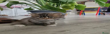 British Longhair Kitten 1