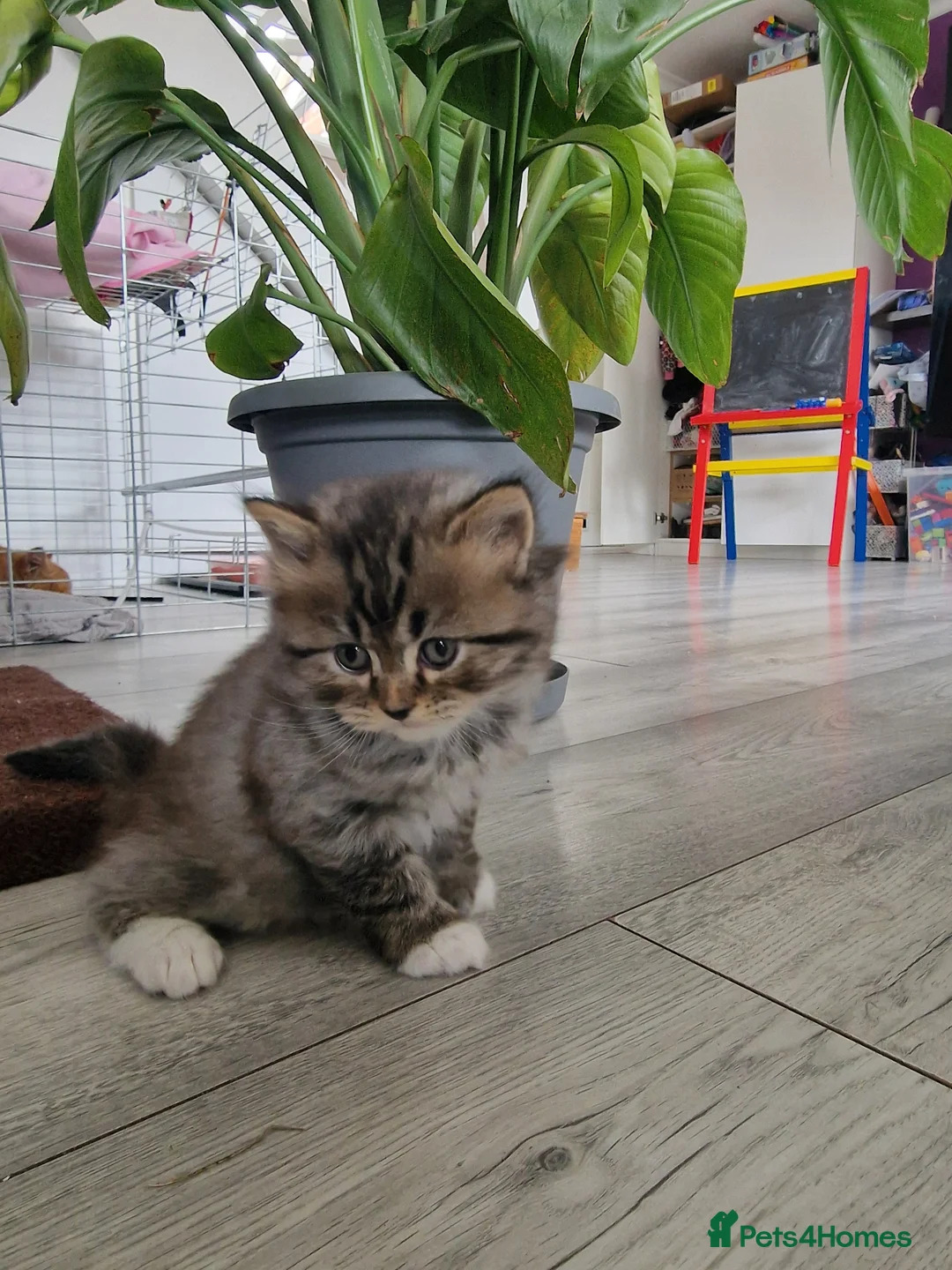 British Longhair cats for sale: Beautiful British kittens  - Advert 32