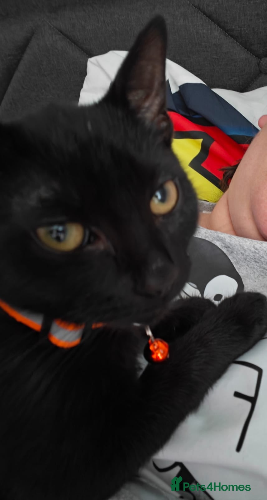 Mixed Breed cats Black kitten - Advert 17