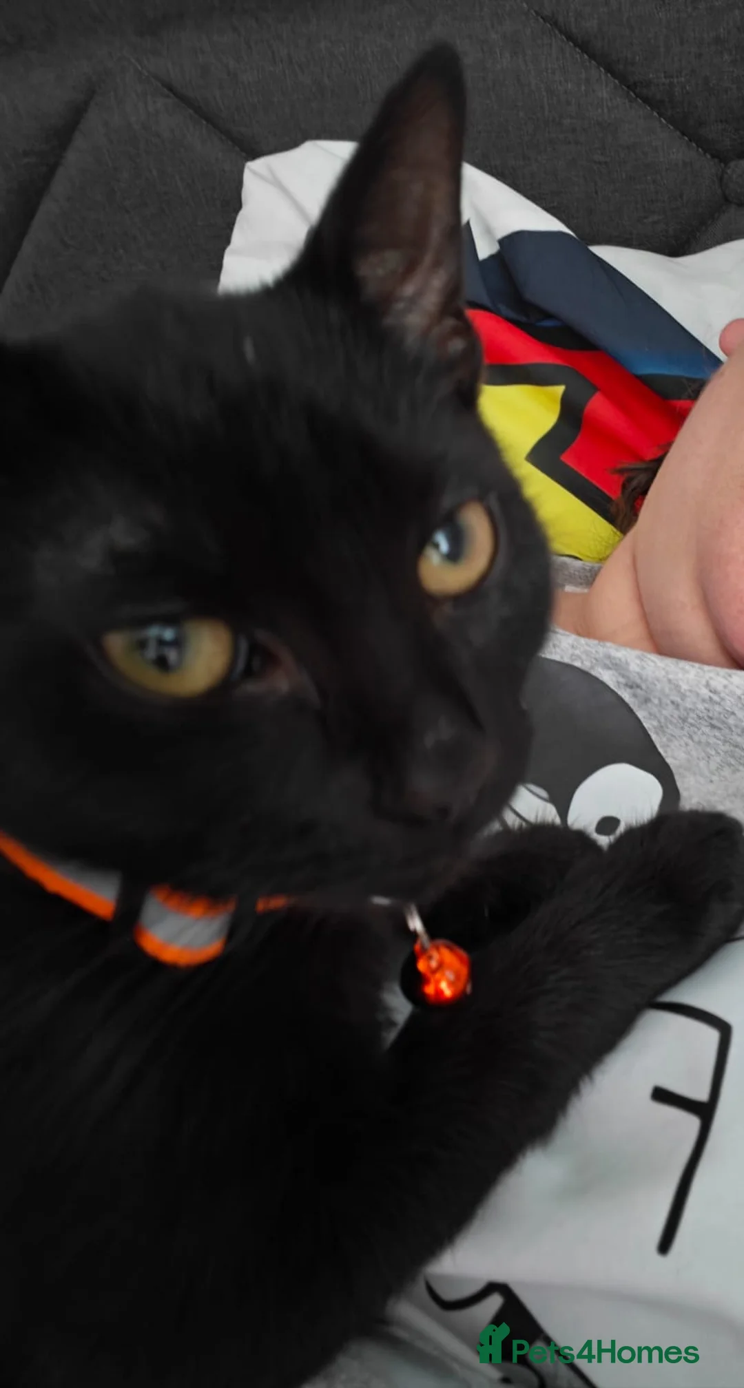 Mixed Breed cats for sale: Black kitten - Advert 1