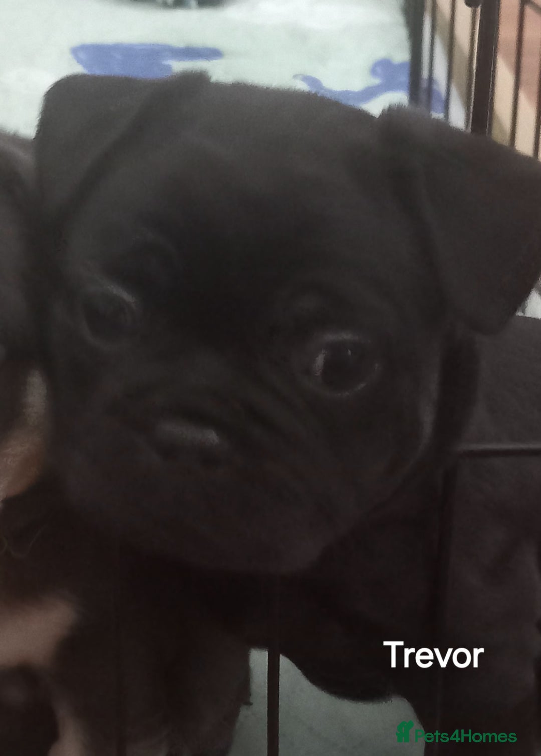 French Bulldog dogs for sale: French Bulldog pups - Image 11