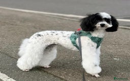 Toy Poodle dogs for sale: Phantom, black and tan and cream toy poodles  - Image 12
