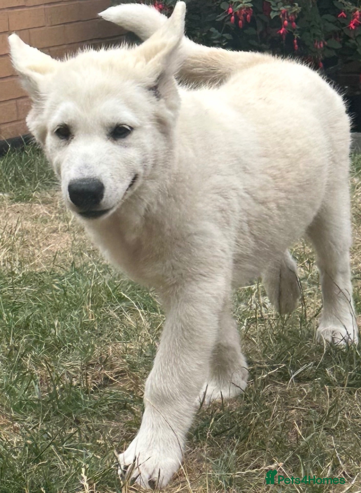 Alaskan Malamute dogs Pure white Alaskan Malamutes  - Advert 1