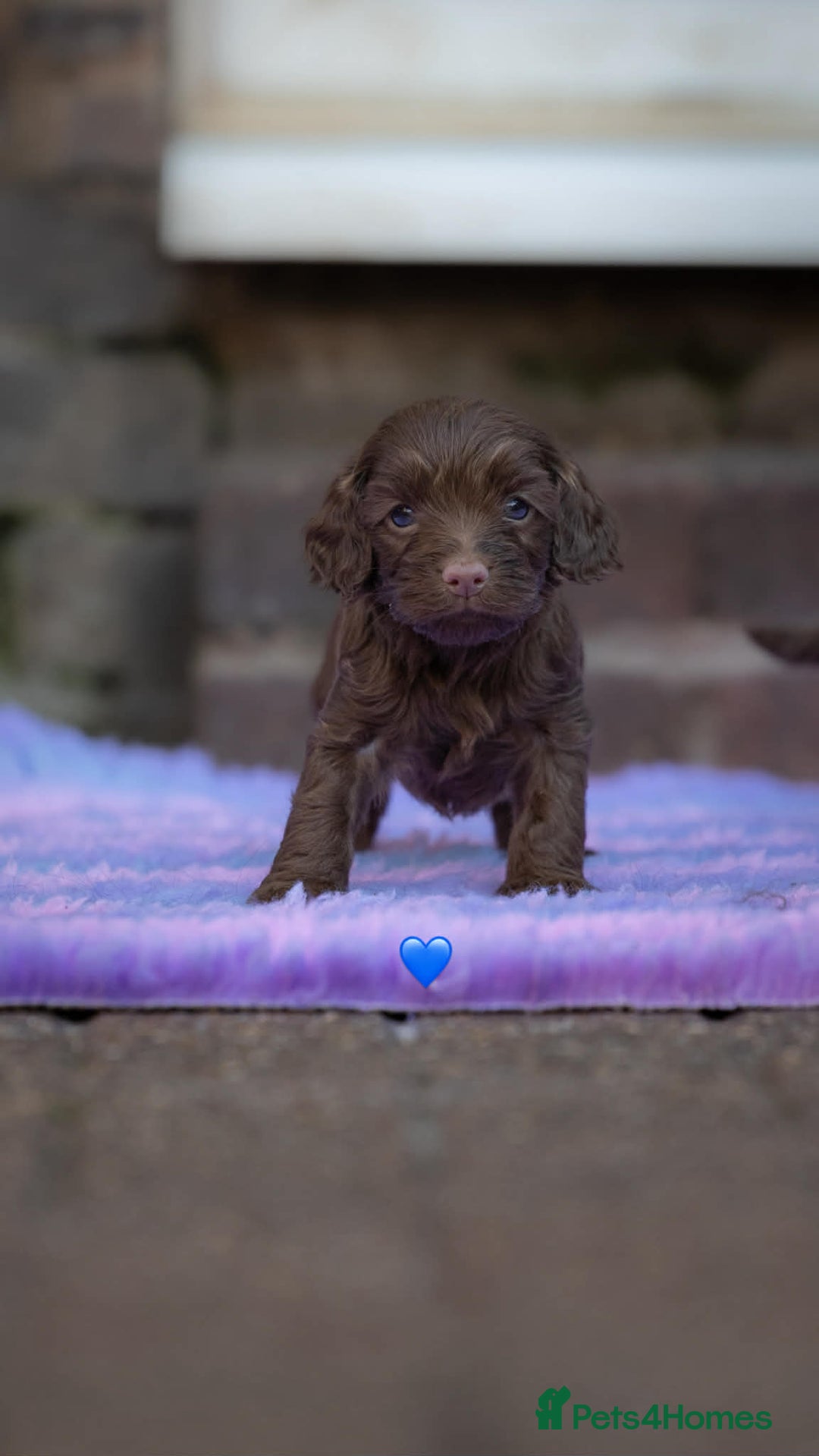 Cockapoo dogs for sale: Cockerpoo Puppies - Advert 3