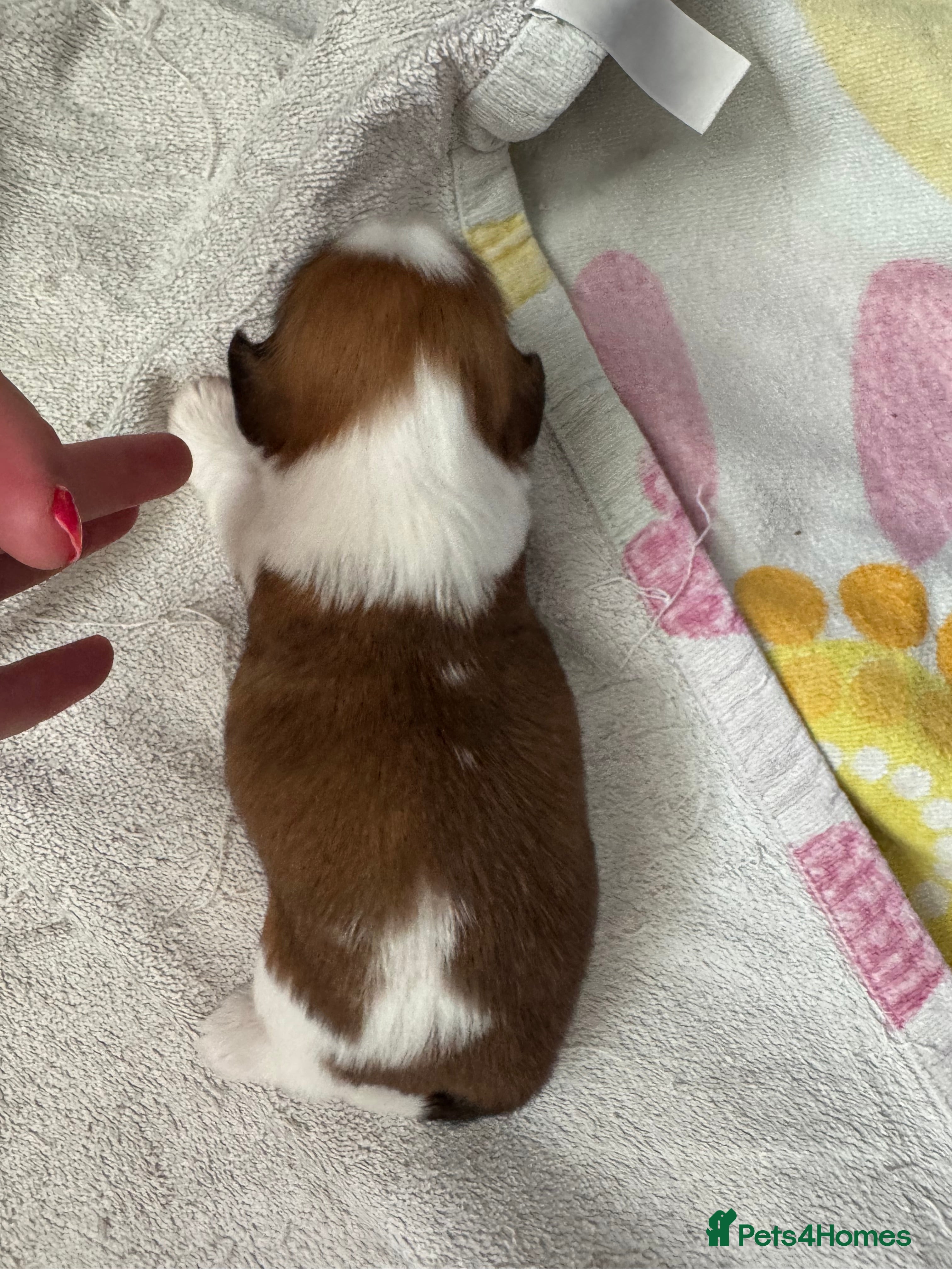 Shih Tzu dogs Beautiful litter of Shih Tzu puppies - Advert 2