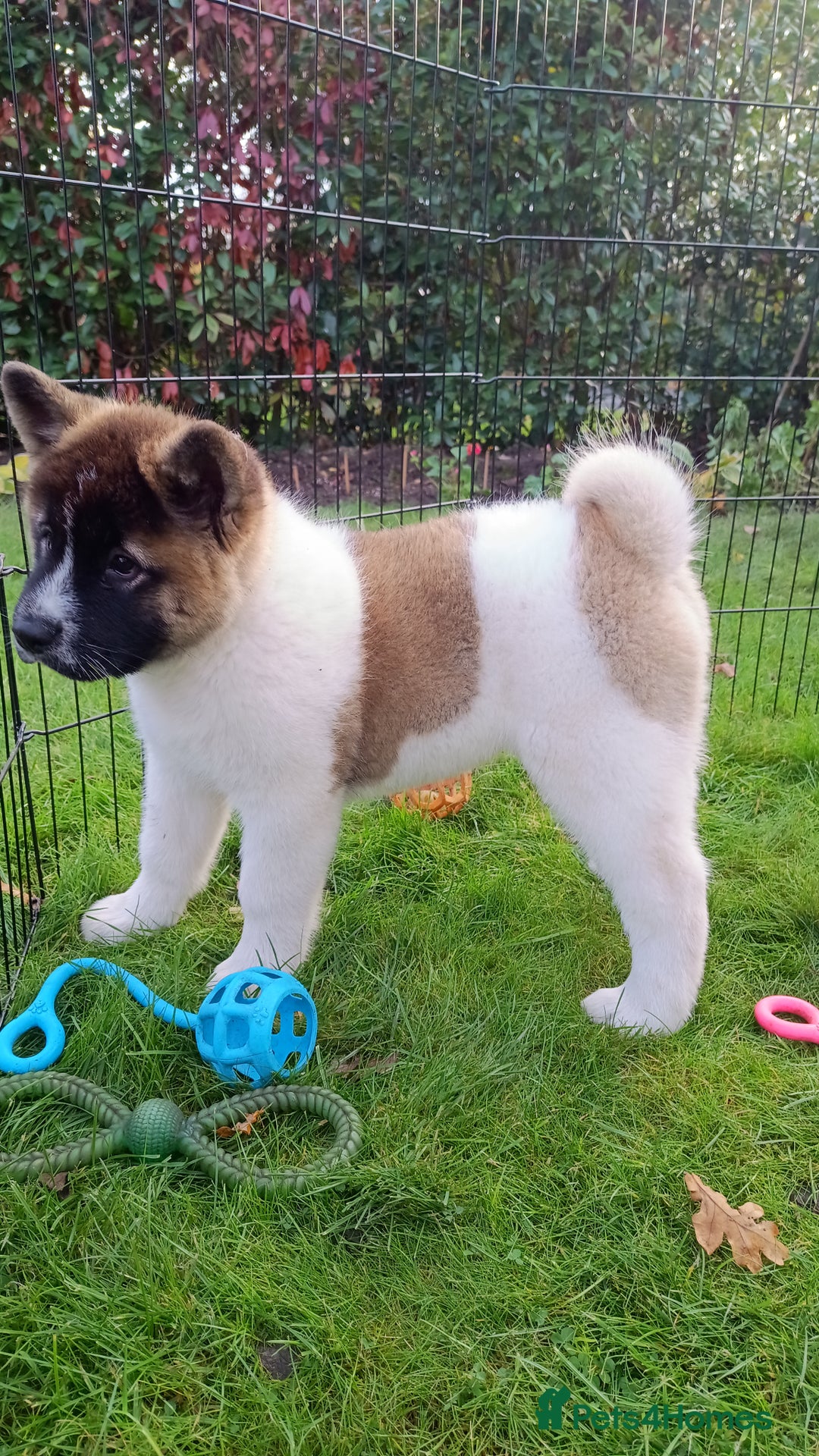 Akita dogs for sale: Beautiful KC registered Akitas  - Image 8