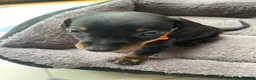Miniature Dachshund dogs for sale: Miniature dachshund 3 boys 5 girls - Advert 13