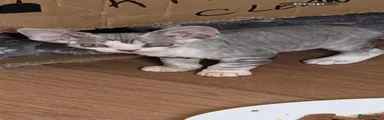 Devon Rex 2