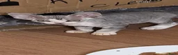 Devon Rex cats for sale: Quintelin Devon Rex - Advert 3