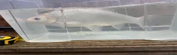 Koi Carp fish for sale: Koi fish (x3 left) - Advert 12