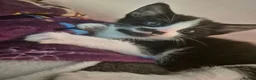 Mixed Breed cats for sale: Beautiful black and white kitty. Available now - Advert 2