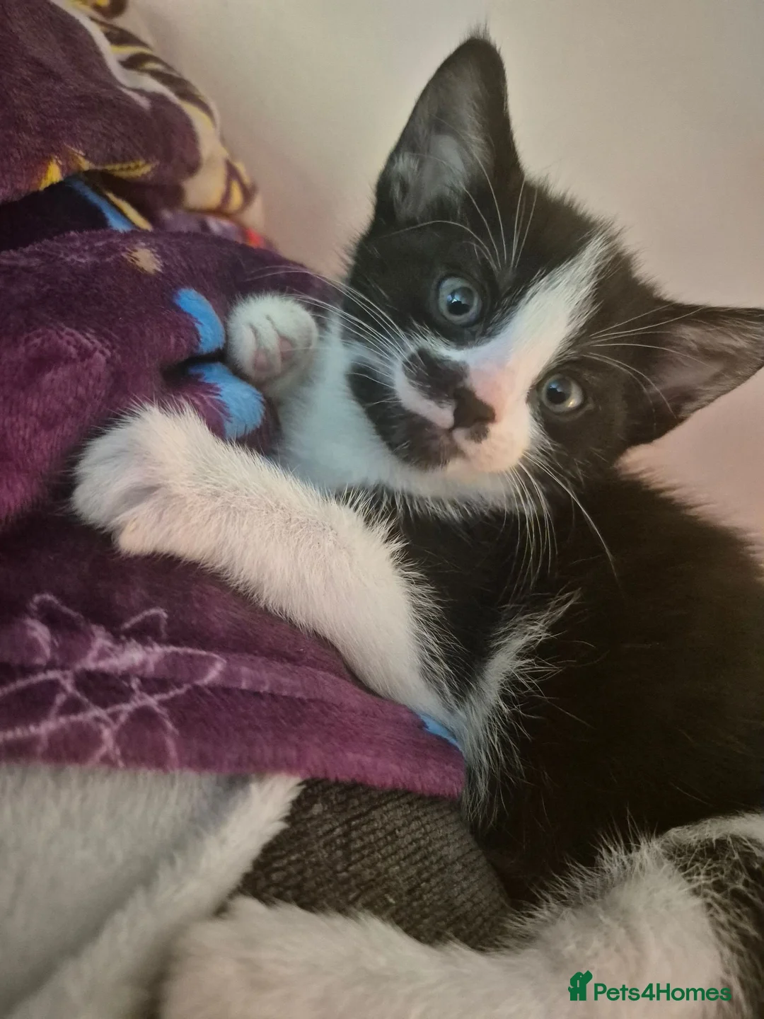 Mixed Breed cats for sale: Beautiful black and white kitty. Available now - Advert 2