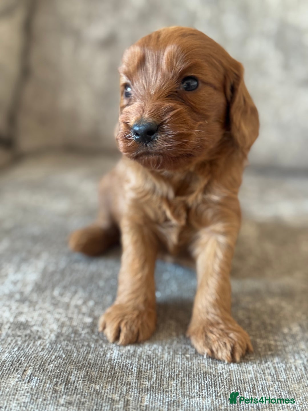 Cockapoo dogs for sale: BEAUTIFUL RED COCKAPOO PUPS HEALTH TESTED PARENTS - Advert 24