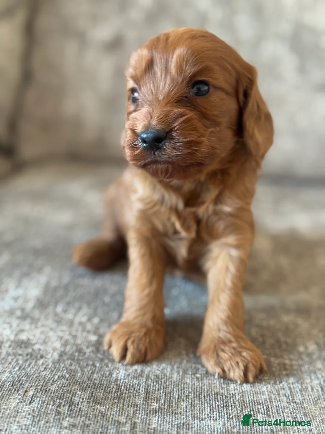 Cockapoo dogs for sale: BEAUTIFUL RED COCKAPOO PUPS HEALTH TESTED PARENTS - Advert 17