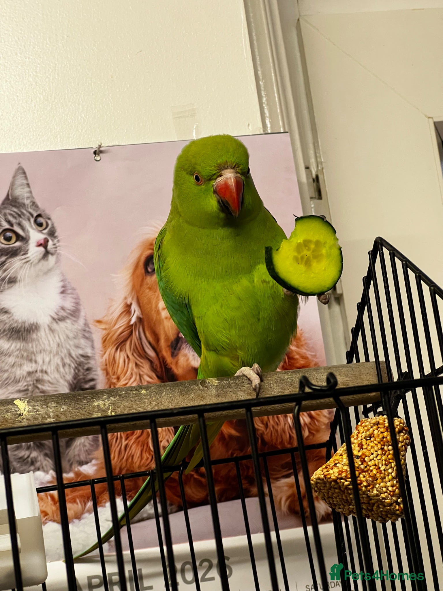 Ringnecks birds 2 years old Ria - Advert 1