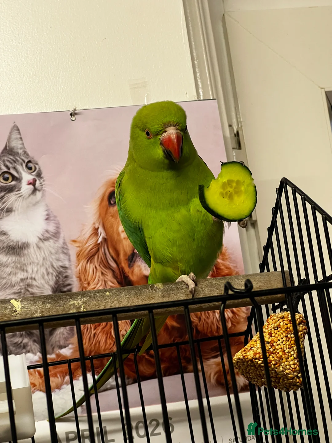 Ringnecks birds for sale: 2 years old Ria in Leigh - Advert 1