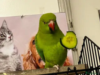 Ringnecks birds 2 years old Ria - Advert 1