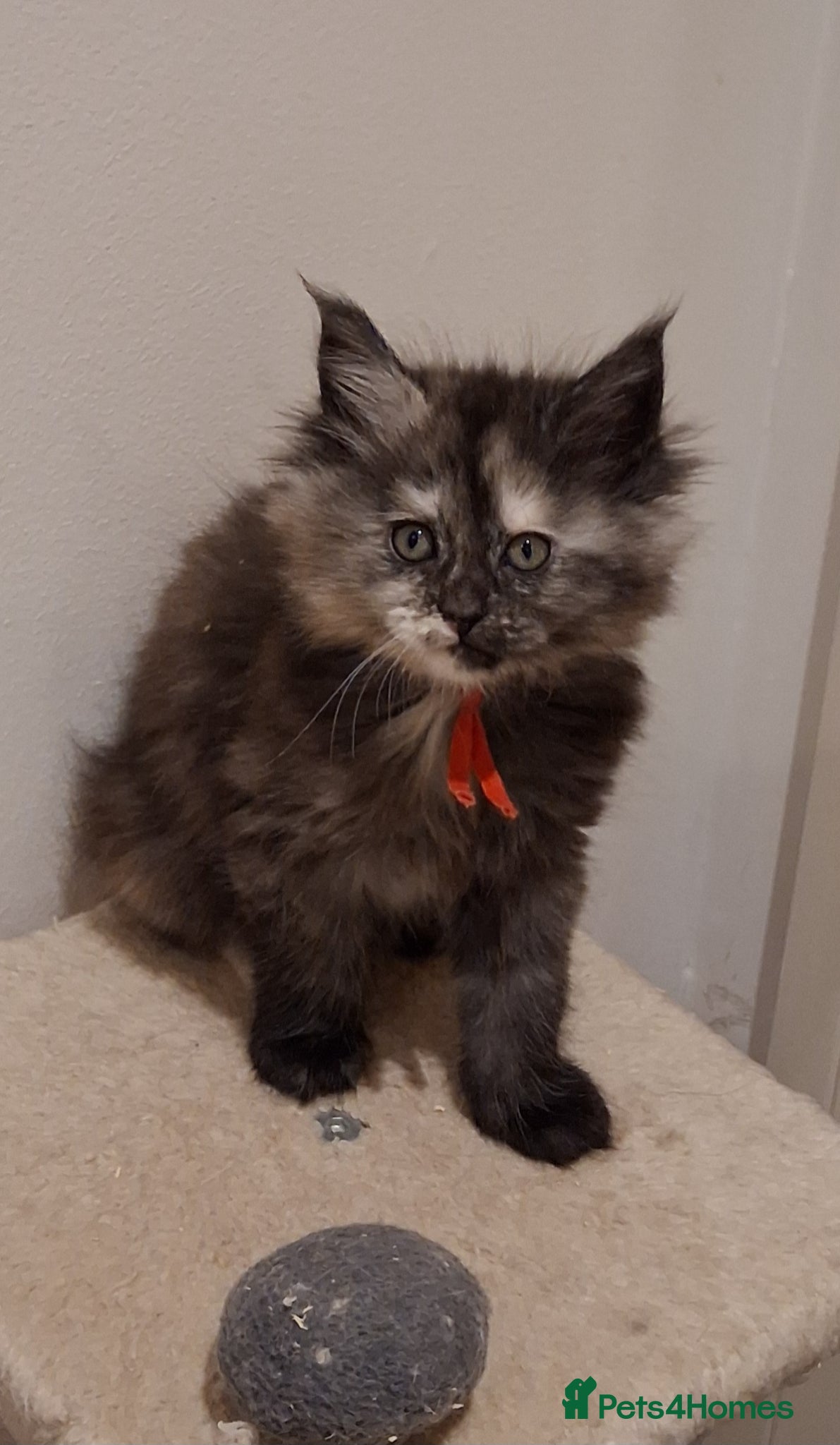 Maine Coon cats Pure Maine Coon Kittens - Advert 3