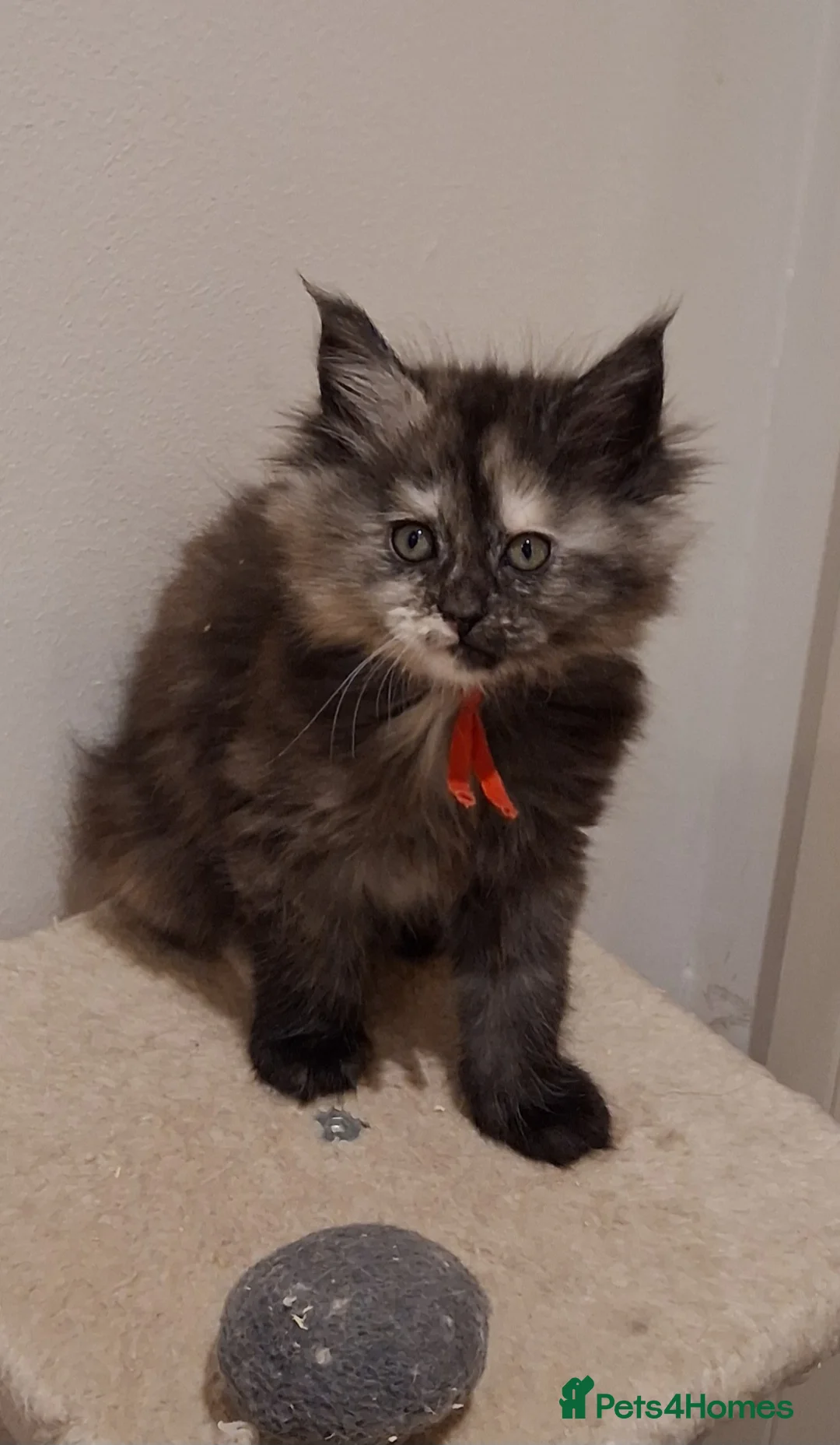 Maine Coon cats for sale: Pure Maine Coon Kittens - Advert 1