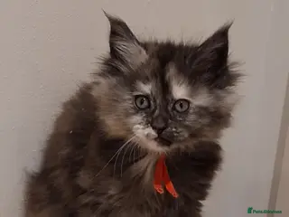 Maine Coon cats Pure Maine Coon Kittens - Advert 3