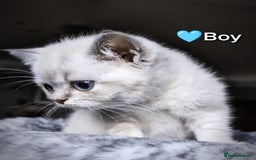 British Shorthair cats for sale: ❤️💙Last 2 Kittens ● TICA Reg ● BSH ●Colorpoints ✨ - Image 3