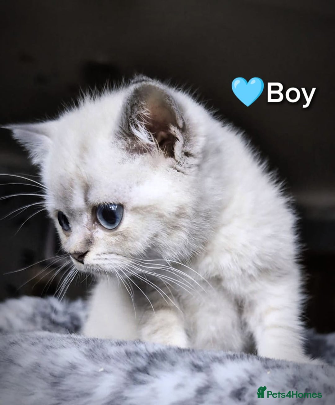 British Shorthair cats for sale: ❤️💙Last 2 Kittens ● TICA Reg ● BSH ●Colorpoints ✨ - Image 3