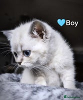 British Shorthair cats - Advert 4