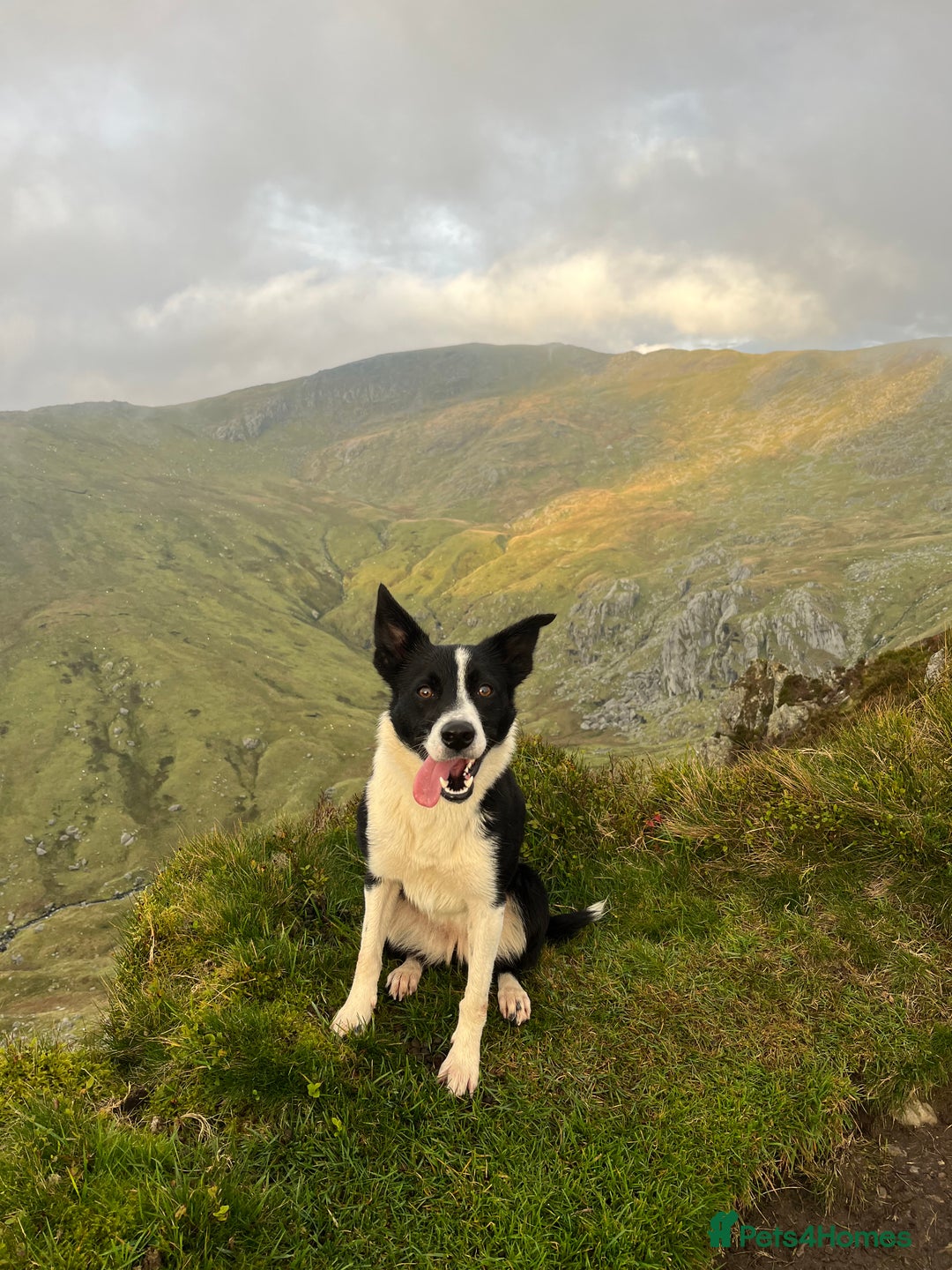 Border Collie dogs for sale: Male Border collie  - Advert 3