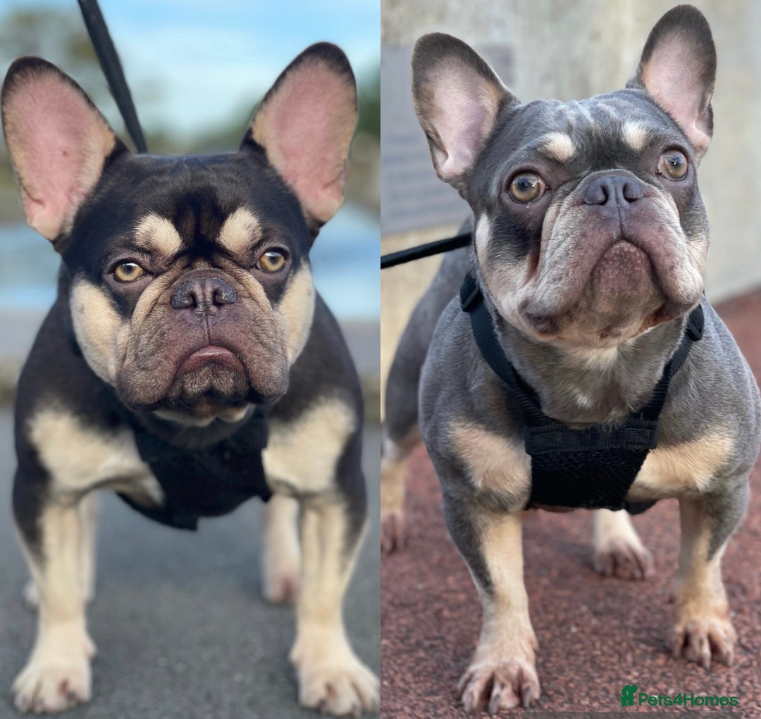 French Bulldog dogs for sale: French Bulldog puppies for sale - Image 22