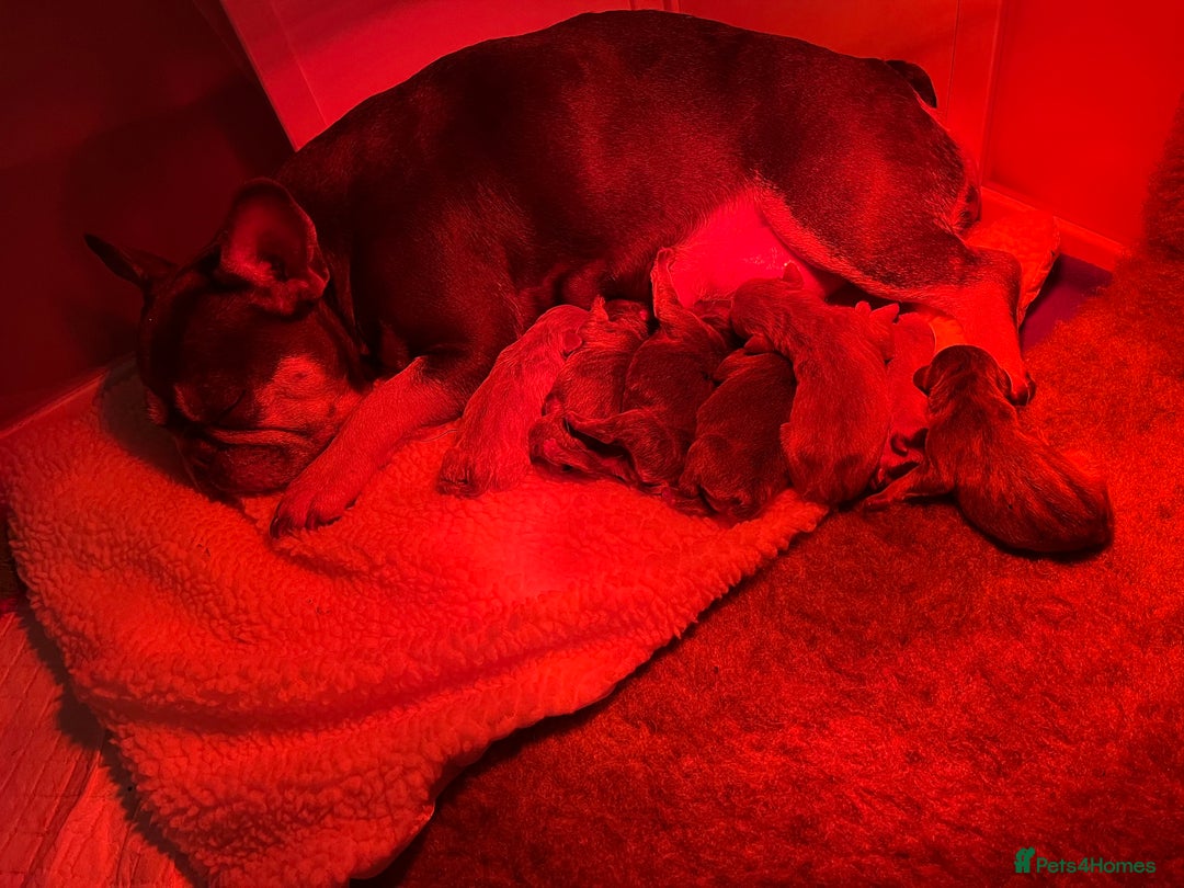 French Bulldog dogs for sale: French bulldog - Advert 8