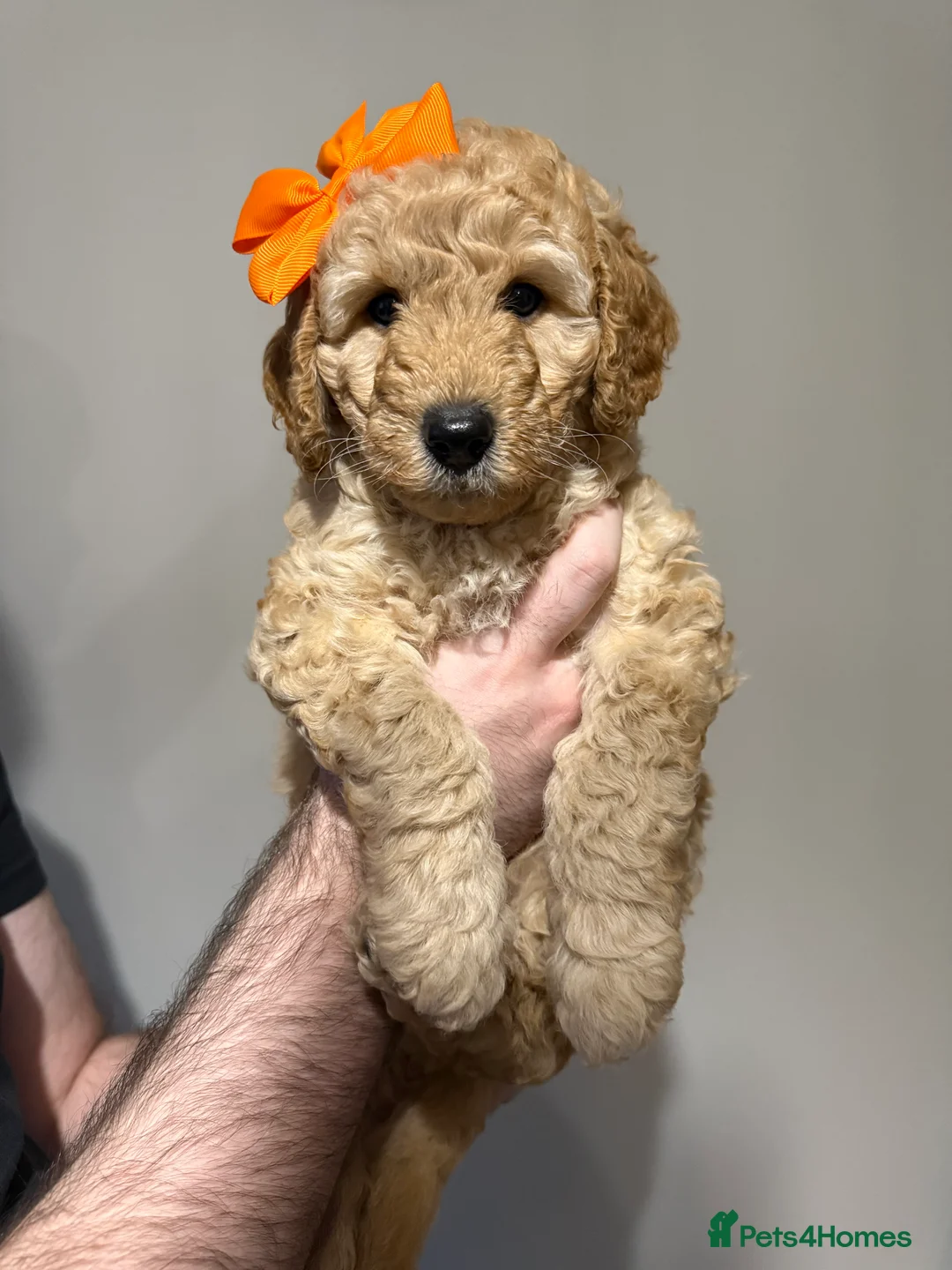 Labradoodle dogs for sale: Exceptional F1BB Labradoodle Puppies - Home Raised - Advert 30