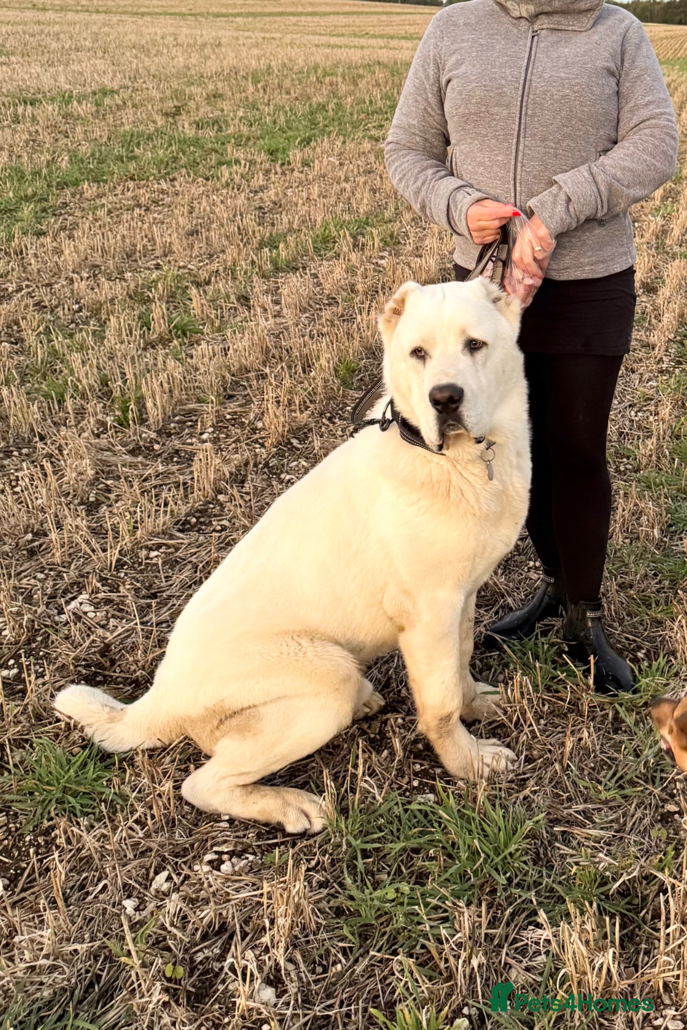 Central Asian Shepherd dogs Pedigree Central asian shepherd ( male)  - Advert 1