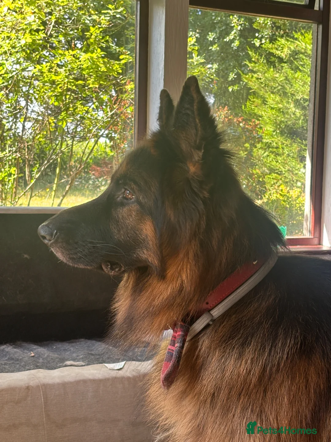 German Shepherd dogs for sale: German Shepherd Dog Looking for a Loving New Home in Launceston - Advert 2