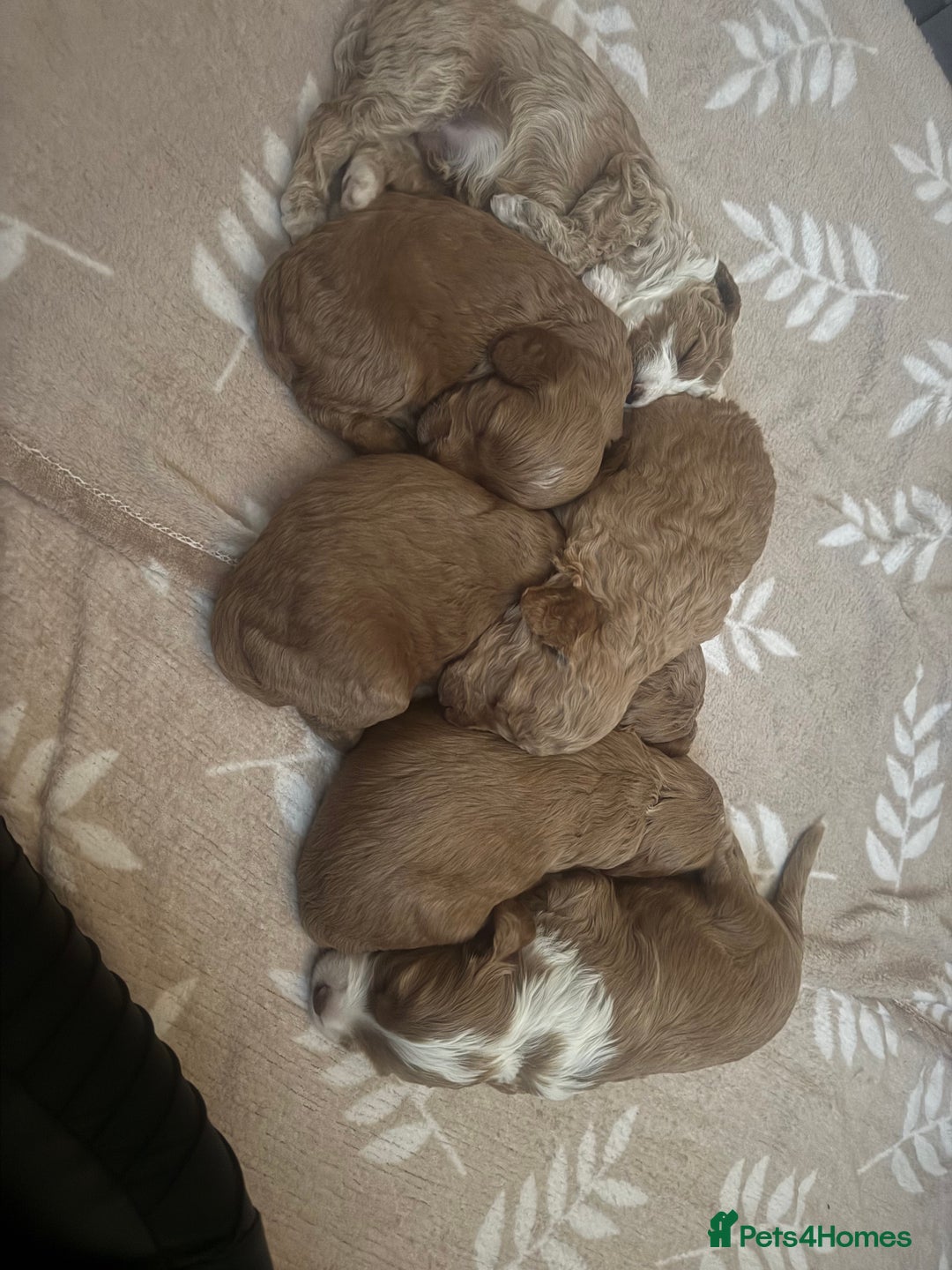 Cockapoo dogs for sale: Stunning babies ready for new homes - Advert 11