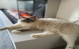 Ragdoll cats for sale: Female ragdoll - Image 2