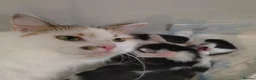 Maine Coon cats for sale: Full and x maine coon  - Advert 1