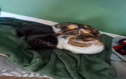 Mixed Breed cats for sale: Kittens looking for a forever home 🏡  - Image 14