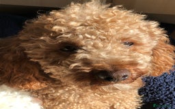 Miniature Poodle dogs for stud: Proven apricot miniature poodle in Sutton Coldfield - Image 2
