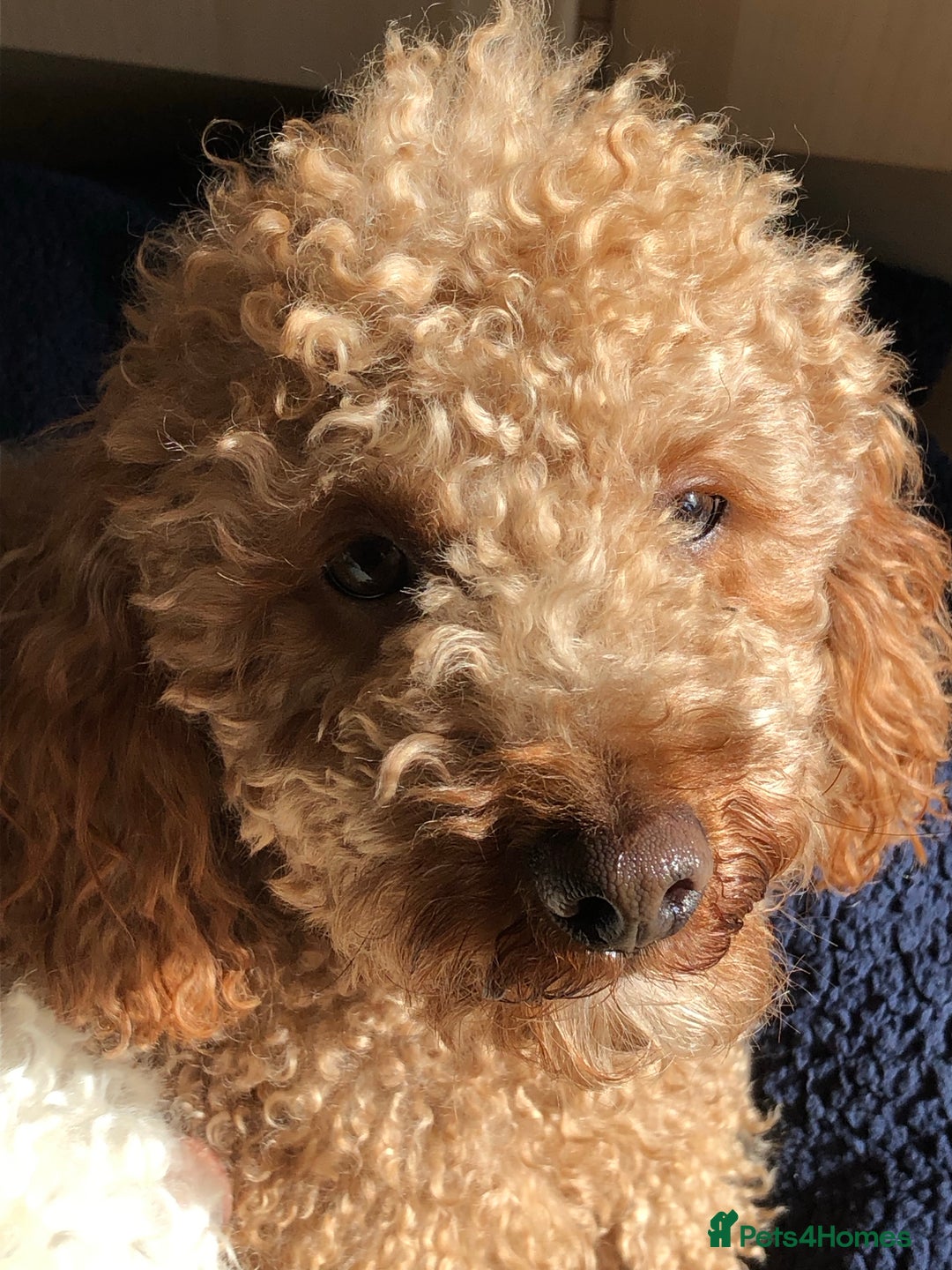 Miniature Poodle dogs for stud: Proven apricot miniature poodle in Sutton Coldfield - Image 2
